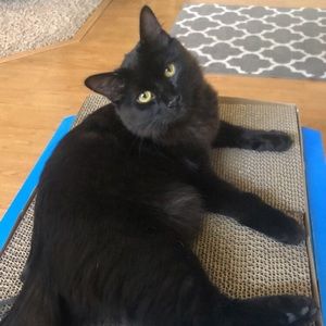 Meet your Posher, Natasha